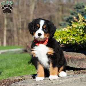 Nala, Bernese Mountain Dog Puppy